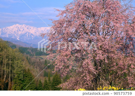 Oneyama, Ogawa-mura, Kamiminochi-gun, Nagano Sakurayama, Tateyabansho, cherry blossoms grafted with Edohigan and Benishidare, and the Northern Alps covered with snow Oneyama, Ogawa-mura, Kamiminochi-gun, Nagano Sakurayama, Tateyabansho, cherry blossoms grafted with Edohigan and Benishidare, and the Northern Alps covered with snow 90573759