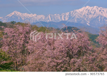 Oneyama, Ogawa-mura, Kamiminochi-gun, Nagano Sakurayama, Tateyabansho, cherry blossoms grafted with Edohigan and Benishidare, and the Northern Alps covered with snow 90573765