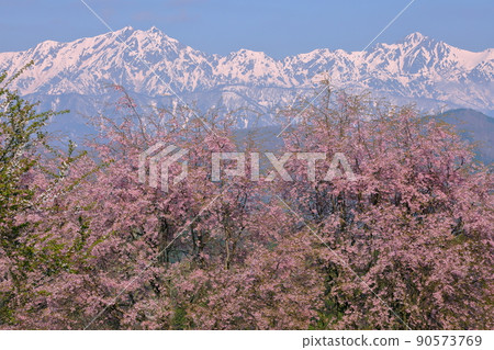 根山、小川村、上野地郡、長野櫻山、館屋番所、江戶彼岸和紅羽嫁接的櫻花、白雪覆蓋的北阿爾卑斯 根山、小川村、上野地郡、長野櫻山、館屋番所、江戶彼岸和紅羽嫁接的櫻花、白雪覆蓋的北阿爾卑斯 90573769