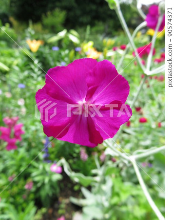 Lychnis coronaria 90574371