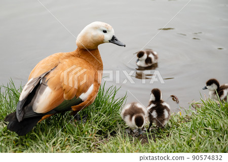 Ruddy shelduck (Tadorna ferruginea duck) with ducklings, close up 90574832