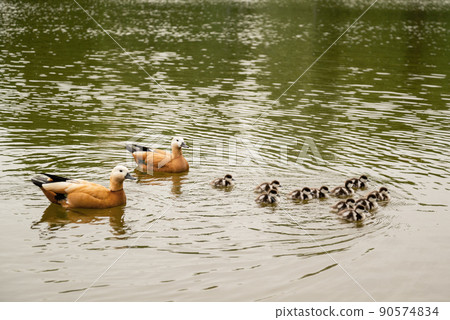 Ruddy shelduck (Tadorna ferruginea duck) with small ducklings swiming in pond 90574834