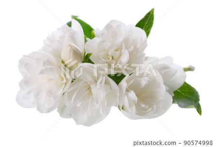 Jasmine flower, isolated on white background. White terry jasmine flowers. 90574998