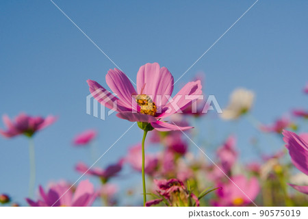 Honey bee Ordinary powder-colored large wave 絲 Kikuhana 朵 蜵, collected flower honey 90575019