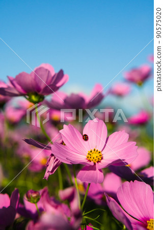 A ladybug rests on a pink cosmos petal 90575020