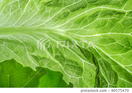 Fresh Lettuce one leaf close-up Fresh Lettuce one leaf close-up 90575470