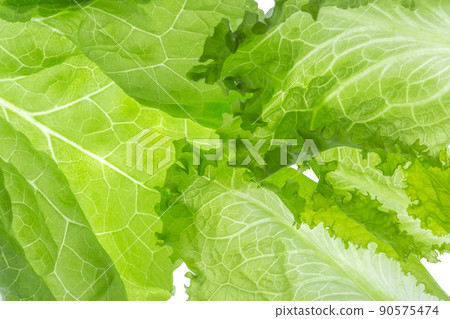 Fresh Lettuce one leaf isolated on white background. Close-up 90575474