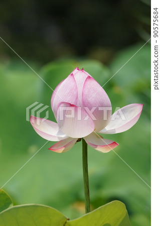 Lotus flower Lotus flower 90575684