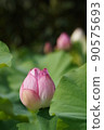 蓮花 90575693