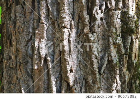 Harigiri bark Sennoki 90575882