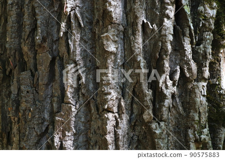 Harigiri bark Sennoki 90575883