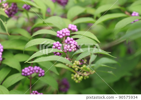 已經長成珠子的 Komurasaxikib 90575934