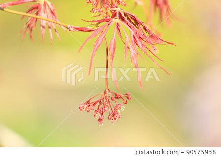 數不清的珊瑚楓小花 數不清的珊瑚楓小花 90575938