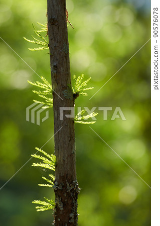 Young shoots coming out of the trunk of a tree Young shoots coming out of the trunk of a tree 90576078