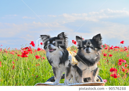 Kime pose in the poppy field! Chihuahua multi-headed 90576288