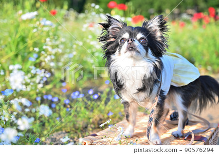 吉娃娃在花田裡用一張可愛的臉抬頭 90576294
