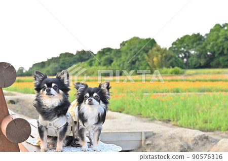 Take a walk in the poppy field in full bloom, relax on the bench, and keep a large number of Chihuahuas. 90576316