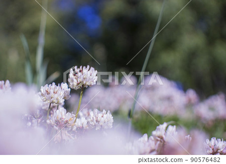 The flowers of clover blooming in a garden. 90576482