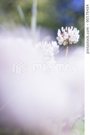 The flowers of clover blooming in a garden. 90576484