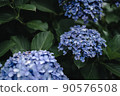 雨季繡球花 90576508