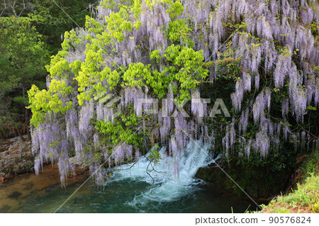 Wisteria of consistent fields Wisteria of consistent fields 90576824