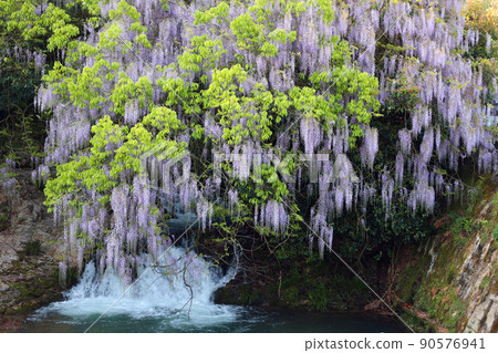Wisteria of consistent fields Wisteria of consistent fields 90576941