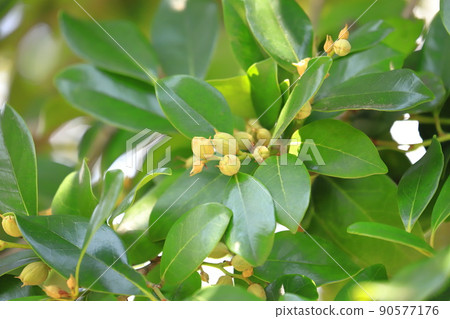 Distylium racemosum that bears a lot of fruit 90577176