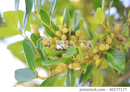 Distylium racemosum that bears a lot of fruit 90577177