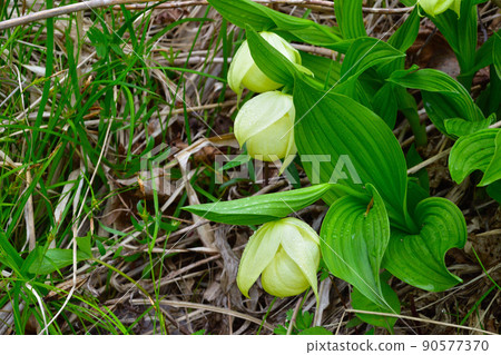 Leven Atsumorisou 本地人 Leven Atsumorisou 本地人 90577370