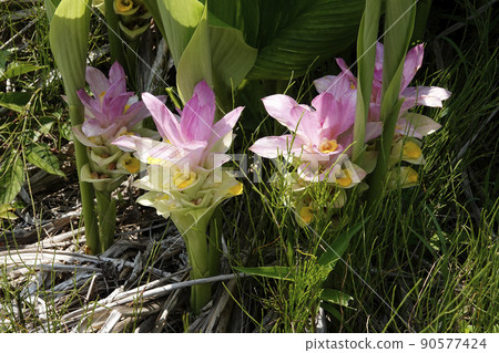 Pink turmeric flowers blooming in the early summer sunshine Pink turmeric flowers blooming in the early summer sunshine 90577424