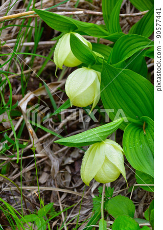 Leven Atsumorisou 本地人 90577441