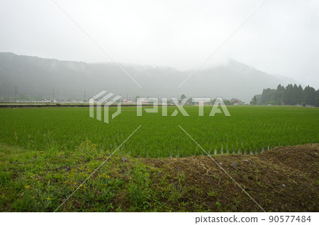 Paddy fields and irrigation water in Hakusan City, Ishikawa Prefecture in the rain 90577484