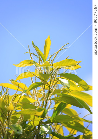 Lithocarpus edulis with flowers in full bloom 90577567