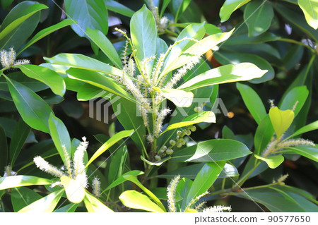 Lithocarpus edulis with flowers and fruits Lithocarpus edulis with flowers and fruits 90577650