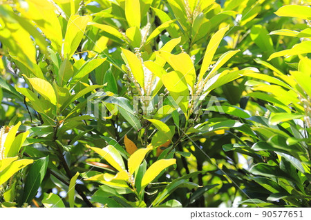 Lithocarpus edulis with flowers and fruits 90577651