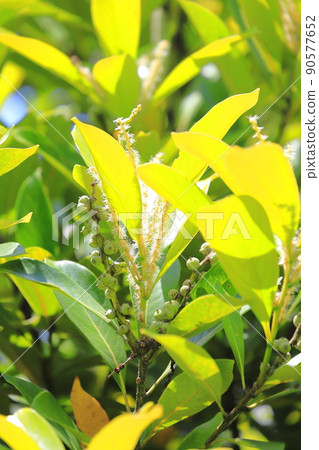 Lithocarpus edulis 與鮮花和水果 Lithocarpus edulis 與鮮花和水果 90577652
