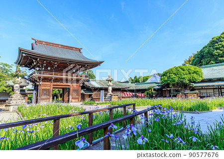 初夏宮地岳神社福岡縣福津市鳶尾花節 初夏宮地岳神社福岡縣福津市鳶尾花節 90577676