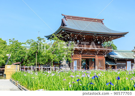 初夏宮地岳神社福岡縣福津市鳶尾花節 初夏宮地岳神社福岡縣福津市鳶尾花節 90577703