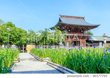 初夏宮地岳神社福岡縣福津市鳶尾花節 初夏宮地岳神社福岡縣福津市鳶尾花節 90577705