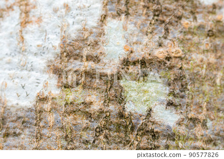 [Natural material] Beech tree bark [Nagano Prefecture] 90577826