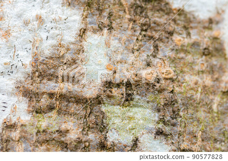 [天然材料] 山毛櫸樹皮 [長野縣] 90577828