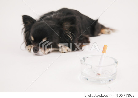 Black and Tan long coat Chihuahua flirting next to a cigarette in an ashtray Black and Tan long coat Chihuahua flirting next to a cigarette in an ashtray 90577863