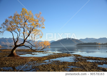 Wanaka tree and Lake 90578163