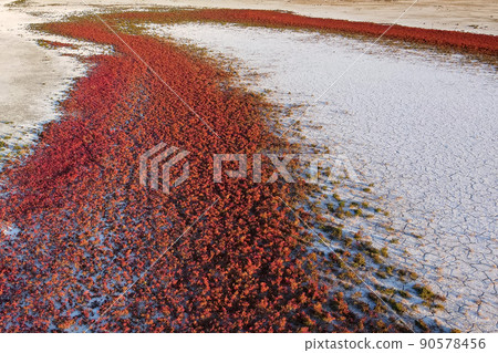 Red Salicornia or glasswort close up. Marsh samphire or pickleweed Red Salicornia or glasswort close up. Marsh samphire or pickleweed 90578456
