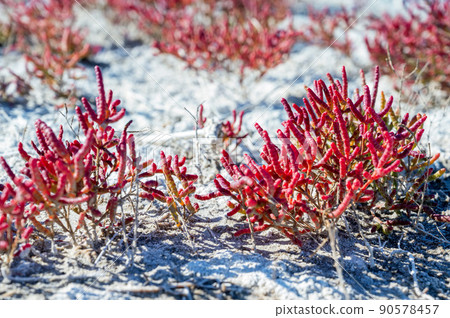 Red Salicornia or glasswort close up. Marsh samphire or pickleweed 90578457