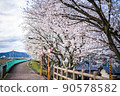 一排櫻花樹和河道 90578582