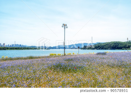 Cornflower field in Han River 90578931