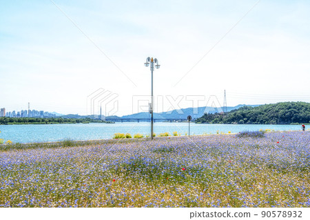 Cornflower field in Han River 90578932