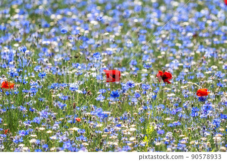 Cornflower field in Han River 90578933