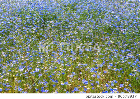 Cornflower field in Han River 90578937